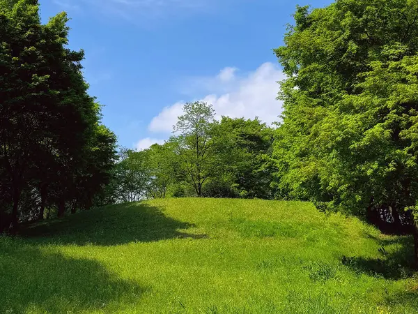 Parkta yaz manzarası