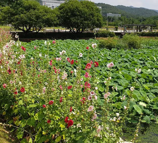 Güzel botanik fotoğrafı, doğal duvar kağıdı.