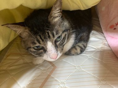 Yerde yatan sevimli kedi.