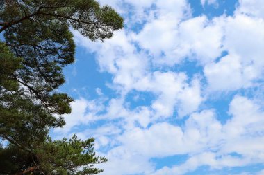 Ormandaki çam ağacı