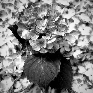 Bahçedeki siyah beyaz çiçekler