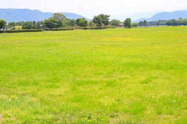 Pirinç tarlası ve mavi gökyüzü