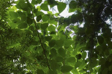 Ormanda yeşil yapraklar, yeşillikler, bitki örtüsü ve yapraklar.