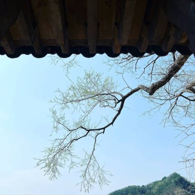 Ormandaki ağaç dalları, Flora