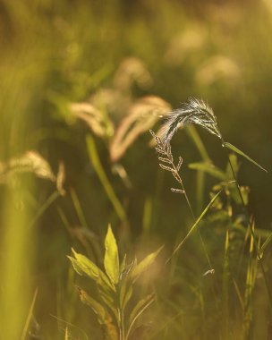 Tarladaki güzel otlar