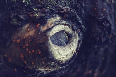 Ormandaki bir ağaç gövdesine yakın.