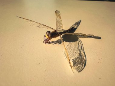 Beyaz arka planda yusufçuk