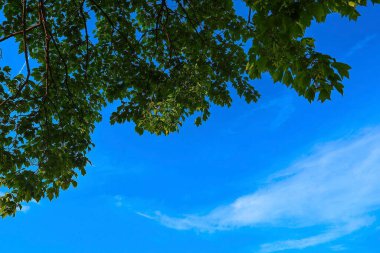 bir ağacın yeşil yaprakları