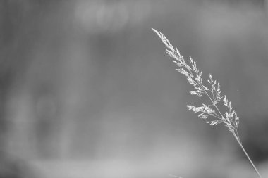 Ormanda güzel çiçekler