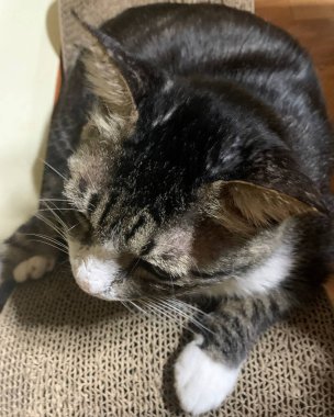 kedi yatakta uyuyor.