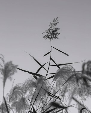 güzel botanik arka plan, doğal duvar kağıdı