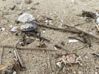 Kumsalda deniz kabukları