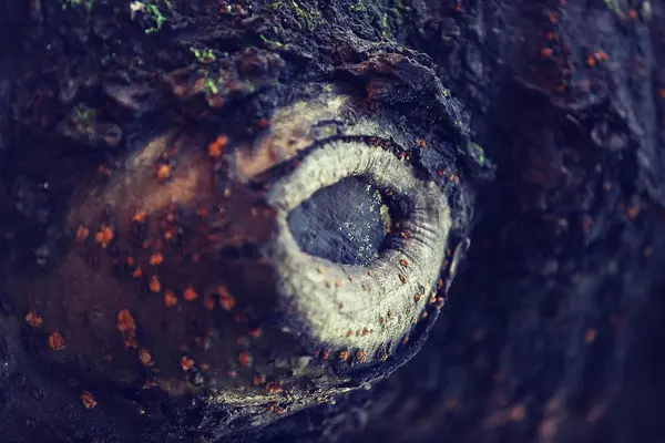 Ormandaki bir ağaç gövdesine yakın.