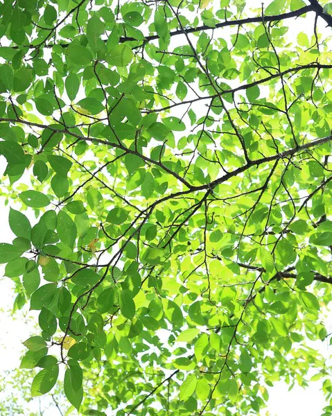 Ormanda yeşil yapraklar