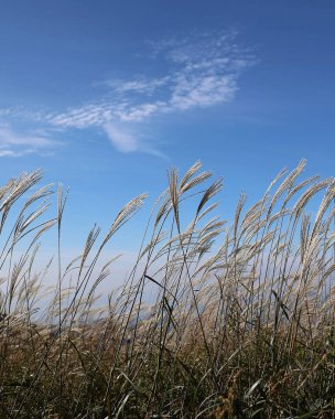 Doğanın güzel manzarası