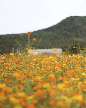 Bahçedeki sarı çiçek