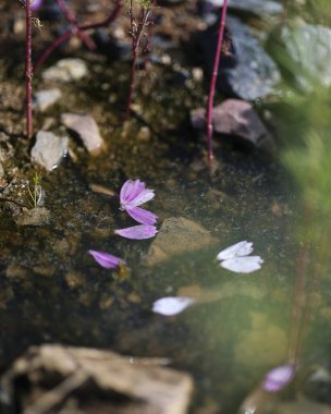 İlkbaharda parkta bir gölete su damlatan mor bir çiçek.