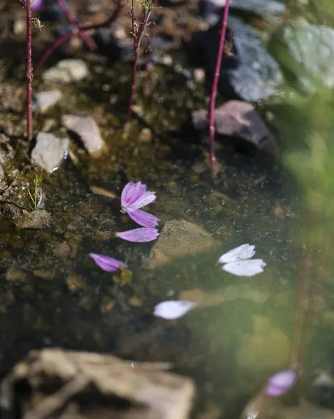 İlkbaharda parkta bir gölete su damlatan mor bir çiçek.
