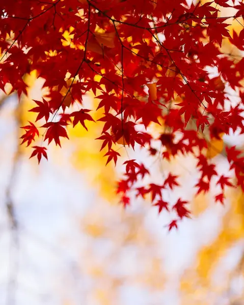 Japonya'da sonbahar yaprakları