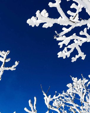 Kış ormanlarında karlı köknar dalları, doğal arka plan.