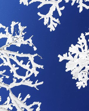 Mavi arka planda kar taneleri olan Noel ağacı dalları.