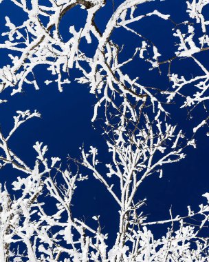 Kışın donmuş ağaçlar