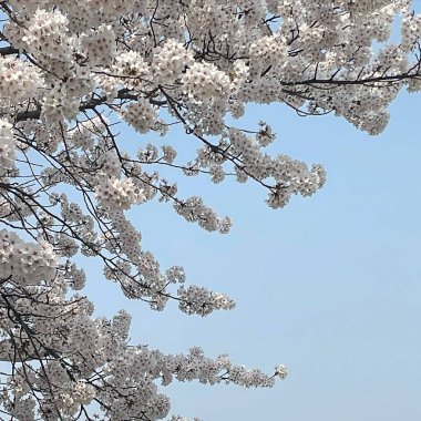 Ağaçtaki güzel bahar çiçekleri