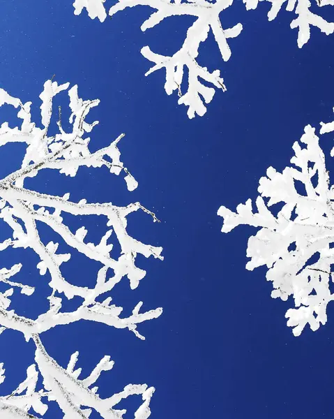 Mavi arka planda kar taneleri olan Noel ağacı dalları.