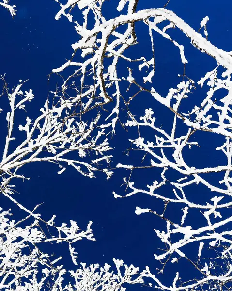 Kış ormanında bir ağacın dalları