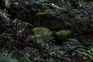 Doğanın güzel manzarası