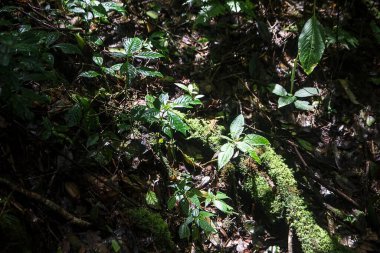 Tenerife 'deki yeşil orman