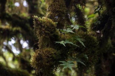 Doğanın güzel manzarası