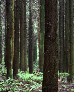 Ormandaki yeşil ağaçların dikey görüntüsü.