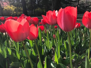 Bahçedeki güzel laleler