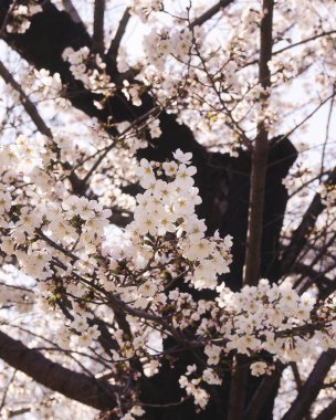 Güzel botanik fotoğrafı, doğal duvar kağıdı.