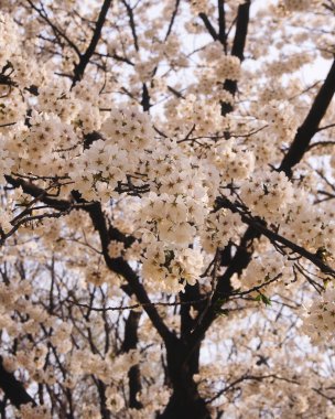 Bahçedeki güzel beyaz çiçekler