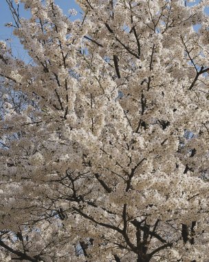 İlkbaharda kiraz çiçekleri