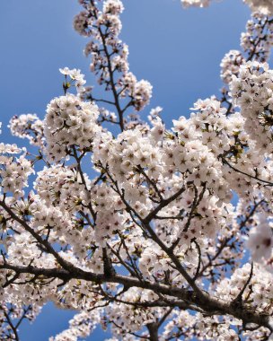 Baharda kiraz ağacı çiçekleri