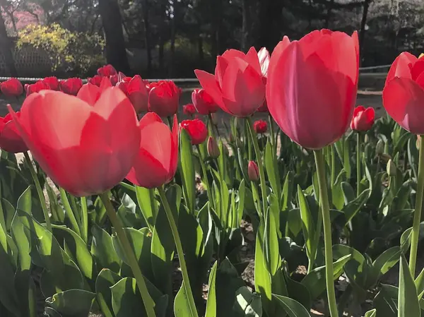 Bahçedeki güzel laleler