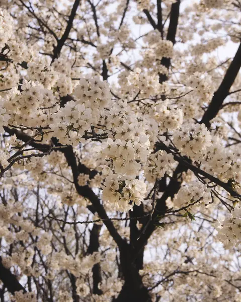 Bahçedeki güzel beyaz çiçekler