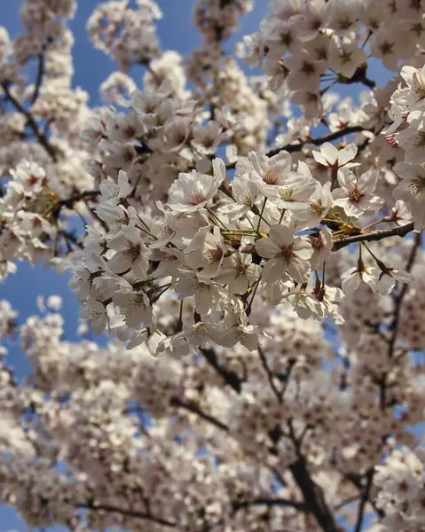 Japonya 'da kiraz çiçekleri, Tokyo