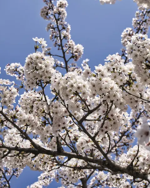 Baharda kiraz ağacı çiçekleri