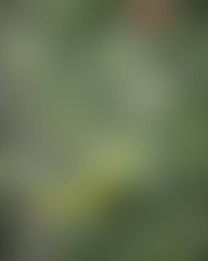 Renklerin soyut bulanık arkaplanı