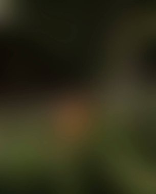 Renklerin soyut bulanık arkaplanı