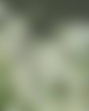 Renklerin soyut bulanık arkaplanı