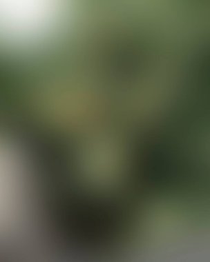 Renklerin soyut bulanık arkaplanı