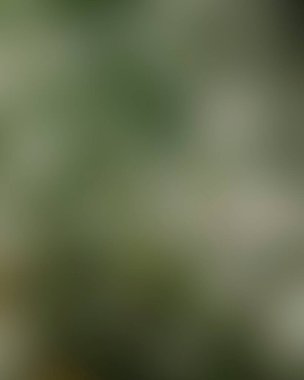 Renklerin soyut bulanık arkaplanı