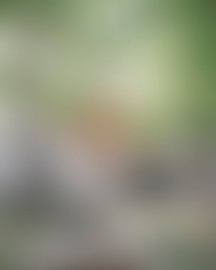 Renklerin soyut bulanık arkaplanı