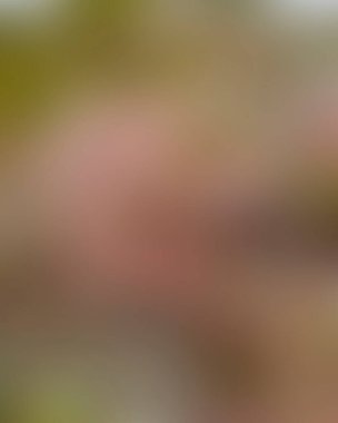 Renklerin soyut bulanık arkaplanı