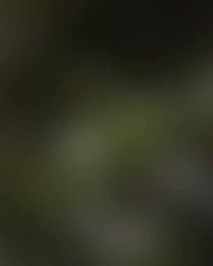 Renklerin soyut bulanık arkaplanı